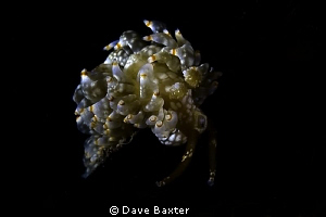 a nudi from the depths of the ammo jetty (well 8mts) take... by Dave Baxter 